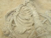 Ballenas fosilizadas