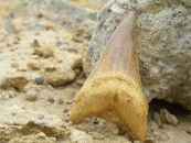 サメの歯の化石