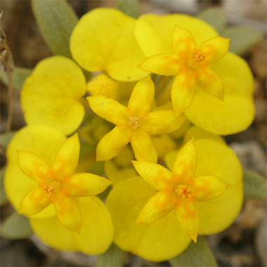 Rosita-chca -Flores del Desierto de la comuna de Caldera - Rosita-chca -Flores del Desierto de la comuna de Caldera -