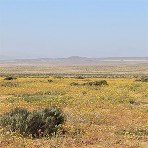 desierto florido en Baranquilla