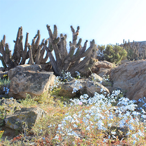 Planicies costeras con flores de Celestina」