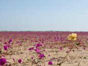 Desierto florido