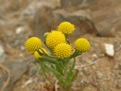 Una flor amarilla