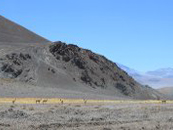 Un guanaco en el desiertol