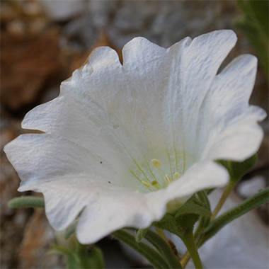 Suspiro2 -Flores del Desierto de la comuna de Caldera -