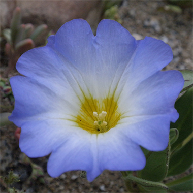 Suspiro3 -Flores del Desierto de la comuna de Caldera -
